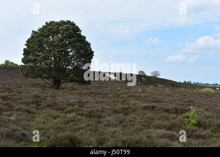 Zeigen Sie über Edmund gemeinsame Nature Reserve und Weymouthskiefer Baum, Edmund, Norfolk, Großbritannien an Stockfoto