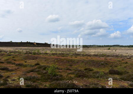 Blick über Edmund gemeinsamen Naturschutzgebiet, Edmund, Norfolk, Großbritannien Stockfoto