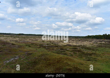 Blick über Edmund gemeinsamen Naturschutzgebiet, Edmund, Norfolk, Großbritannien Stockfoto