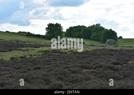 Wilde Ponys grasen auf gemeinsame Naturschutzgebiet Edmund, Edmund, Norfolk, Großbritannien Stockfoto