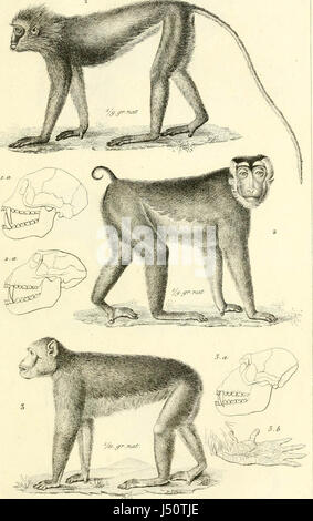 'Iconographie du Règne Tier de G. Cuvier, Ou, Darstellung d' Après Nature de l'une des Espèces Les plus et Souvent nicht encore Figurées de Chaque Genre d'animaux: Avec un Texte Descriptif mis au courant De La Science: Ouvrage p Stockfoto