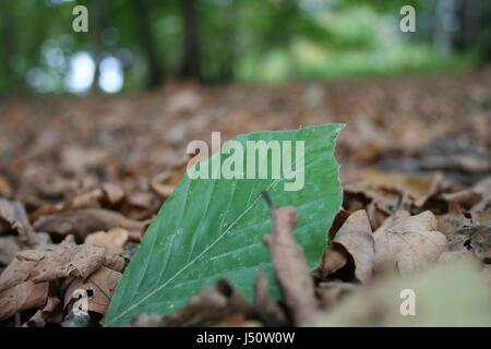 Odd Man Out - eine grüne Fagus sylvatica Buche Blatt unter Braun Quercus robur Eiche Blätter. Stockfoto