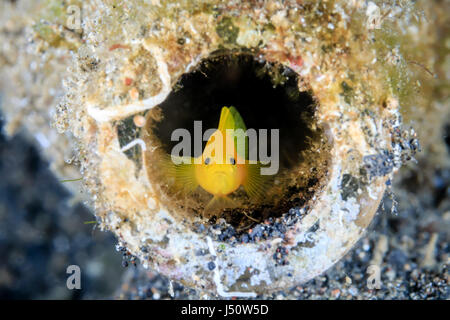 Eine Grundel in eine ausrangierte Glasflasche auf dem Meeresgrund Stockfoto