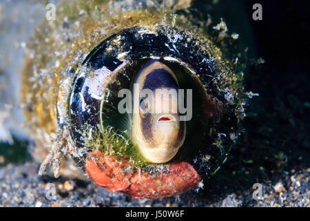 Ein Fisch versteckt sich in eine ausrangierte Glasflasche auf dem Meeresgrund Stockfoto