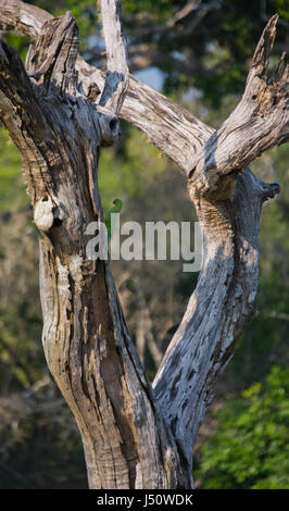 Indischer Rosensittich auf dem Baum. Sri Lanka. Stockfoto