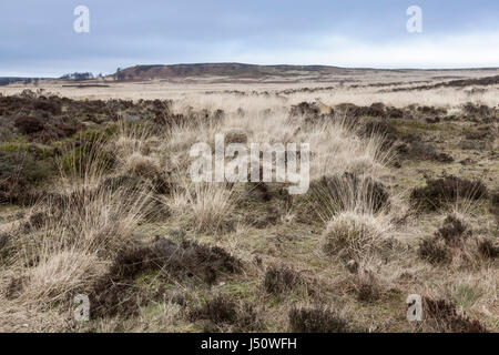 Britische Moor. Kahle Landschaft auf der Heide im Winter bei Stoke Flach, Derbyshire Peak District National Park, England, Großbritannien, Großbritannien Stockfoto