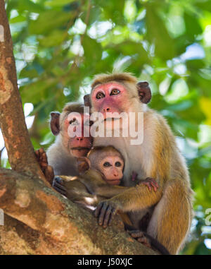 Eine Familie von Affen, die auf einem Baum sitzen. Lustiges Bild. Sri Lanka. Stockfoto
