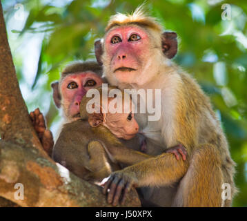 Eine Familie von Affen, die auf einem Baum sitzen. Lustiges Bild. Sri Lanka. Stockfoto