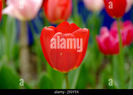Beautiful blooming red tulip in the garden Stockfoto