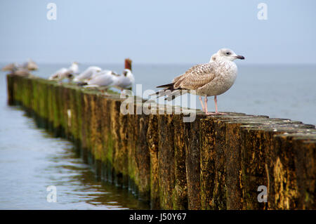 einige Möwen auf einem hölzernen Wellenbrecher in Kolobrzeg Stockfoto