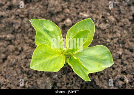 Saubohne Pflanzensorte Witkiem Manita, Vicia Faba auch bekannt als Ackerbohne, Fava, Bell, Pferd, Windsor, Taube und Tic Bohne. Stockfoto