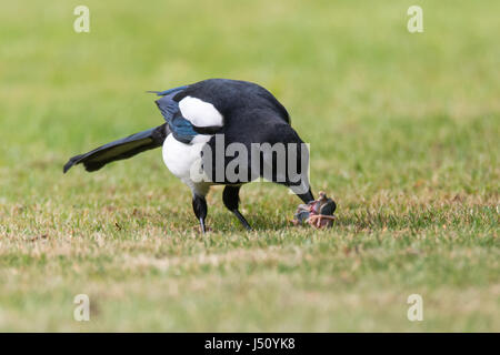 Eurasische Elster (Pica Pica) mit Küken Beute auf dem Rasen. Vogel in der Krähe Familie (Corvidae) mit Beute entnommen Nest von songbird Stockfoto