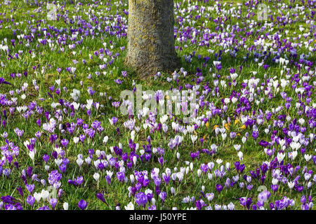 Bereich der Blumen Krokus im Frühjahr Rasen mit Baumstamm Stockfoto