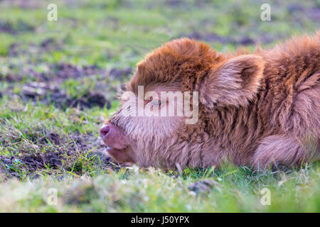 Porträt Kopf liegend braun Neugeborenen schottische Highlander Kalb in Rasen Stockfoto