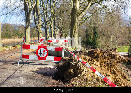 Probleme Verkehr Verkehrszeichen Sturm Schäden gefallenen Buche Stockfoto