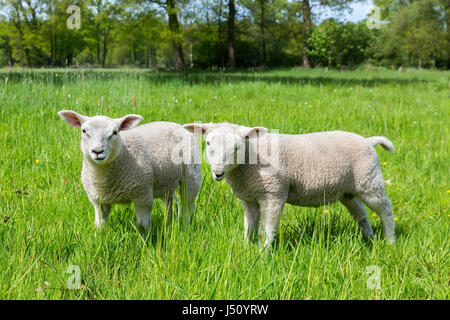 Zwei weiße europäische Schafe in grün Frühling Wiese Stockfoto