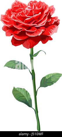 Bild von roten Rose auf Stamm isoliert auf weißem Hintergrund. Stock Vektor