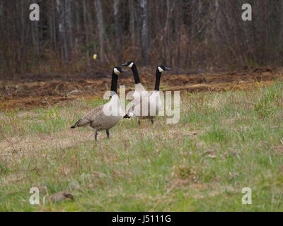 Quebec, Kanada. Drei Kanada Gänse in einer Farm Feld im Frühling Stockfoto