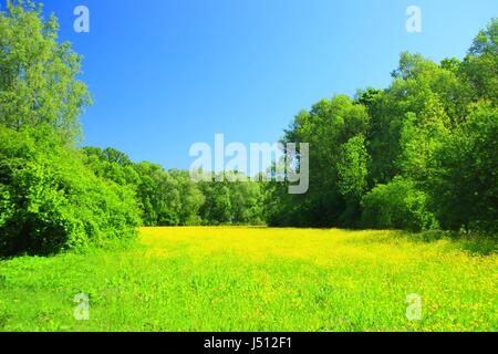 Schöne Landschaft, gelbe Blumen auf Wiese, grünen Wald und blauer Himmel Stockfoto