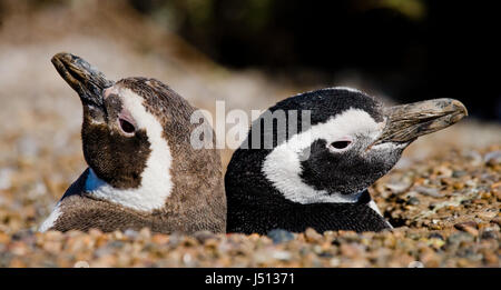 Zwei Pinguine in einem Loch. Lustiges Bild. Argentinien. Halbinsel Valdes. Stockfoto