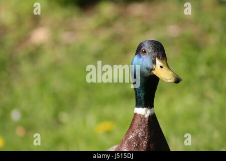 Wildente Stockfoto