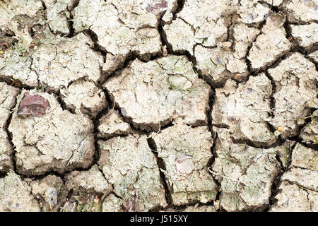 Ausgetrocknete ausgetrockneten landwirtschaftlichen Böden aufgrund der trockenen klimatischen Bedingungen, UK. Stockfoto