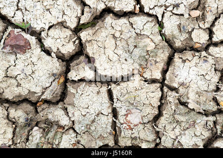 Ausgetrocknete ausgetrockneten landwirtschaftlichen Böden aufgrund der trockenen klimatischen Bedingungen, UK. Stockfoto