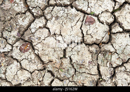 Ausgetrocknete ausgetrockneten landwirtschaftlichen Böden aufgrund der trockenen klimatischen Bedingungen, UK. Stockfoto