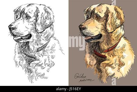 Vektor-Portraits von Schwarz und weiß und bunt auf braunem Hintergrund Hund Golden Retriever Handzeichnung Illustration Stock Vektor