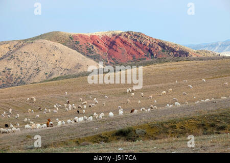 Die Schafe weiden auf der Wiese am Nallihan, Ankara Stockfoto