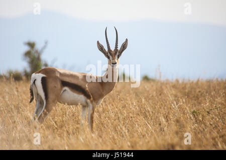 Porträt einer jungen männlichen Grant es Gazelle (Gazella Granti) hohen trockenen Gras. OL Pejeta Conservancy, Kenia. Stockfoto