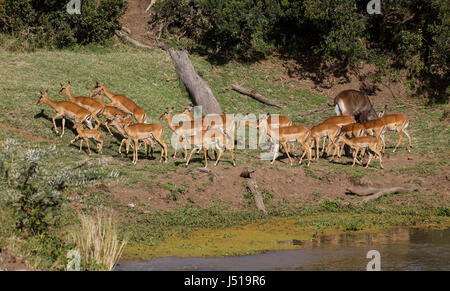 Eine Herde von Impala (Aepyceros Melampus) am Ufer des Flusses Uaso Nyiro. OL Pejeta Conservancy, Kenia. Stockfoto