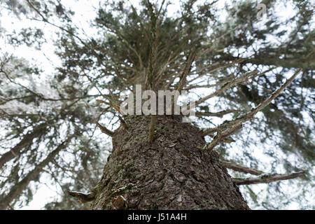 Großen Baumstamm mit vielen Zweigen im Wald im Winter gegen wolkenloser Himmel Stockfoto