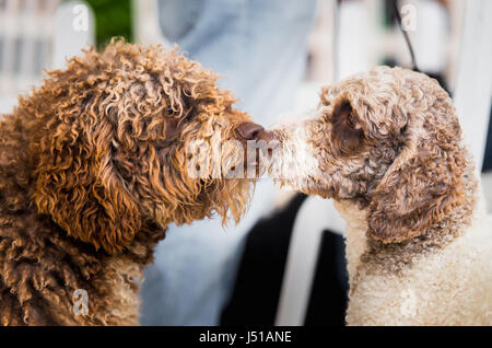 zwei schöne spanische Wasserhund küssen. Indoor-Porträt Stockfoto