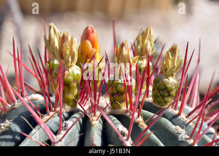 Kaktus-Blumen Stockfoto