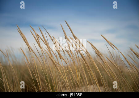 Nahaufnahme von Seegras in Sanddünen Stockfoto