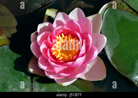 Seerose im Botanischen Garten Stockfoto