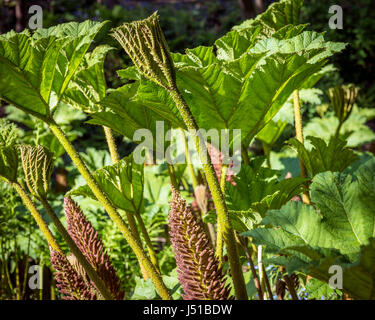 Wilde Riesen Rhabarber Gunnera Manicata, wächst in Nymans Gärten, West Sussex, UK Stockfoto