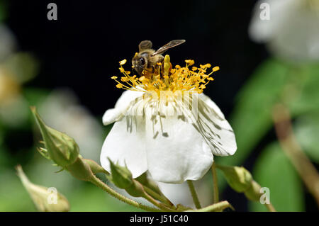 Bienen sammeln Pollen auf Rosa Canina wilde Blume Stockfoto