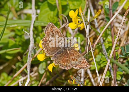 Schmuddeligen Skipper ernähren sich von Vogel's – Foot trefoil Stockfoto