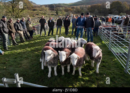 Walna Narbe Hirten gerecht zu werden, Newfield, Seathwaite, Cumbria, UK Stockfoto