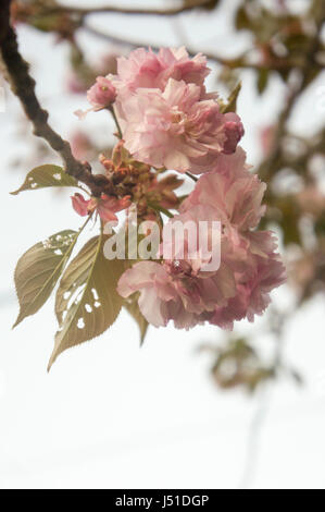 Kirschblüte Stockfoto