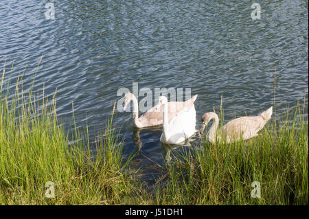 Schwäne auf Cape cod Stockfoto