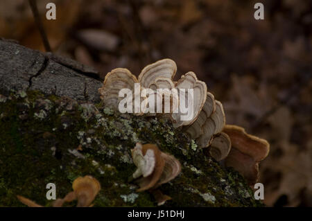 Putenschwanzpilz (Trametes Versicolor) wächst auf einem Baumstamm, wo es einen Beitrag zum Nährstoffkreislauf. Stockfoto