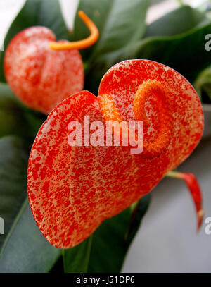 Makro Nahaufnahme Makro Aufnahme hautnah Ansicht Detail Farbe Blume Pflanze grün Stockfoto