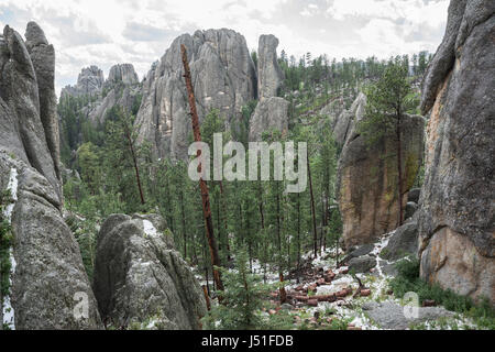 Felsformationen entlang Needles Highway mit stammen aus den letzten Sturm, Custer State Park, South Dakota, USA. Stockfoto