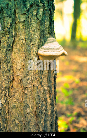 Pilze auf einem Baum in einem Wald Nahaufnahme im Frühling Stockfoto