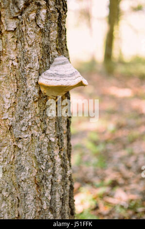 Pilze auf einem Baum in einem Wald Nahaufnahme im Frühling Stockfoto