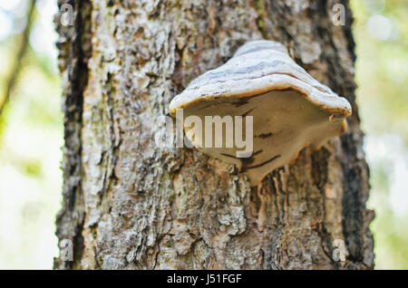 Pilze auf einem Baum in einem Wald Nahaufnahme im Frühling Stockfoto