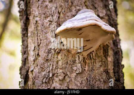 Pilze auf einem Baum in einem Wald Nahaufnahme im Frühling Stockfoto